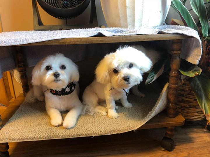 Animal House Adams, WI